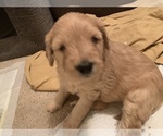 Small Photo #3 Goldendoodle Puppy For Sale in SAINT AUGUSTINE, FL, USA