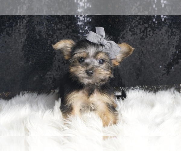 Medium Photo #63 Morkie Puppy For Sale in WARSAW, IN, USA