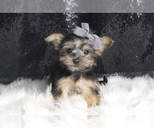 Medium Morkie