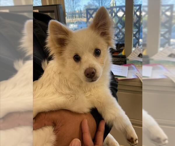 Medium Photo #1 Pomsky Puppy For Sale in Woodland, CA, USA