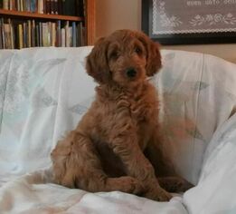 Goldendoodle Puppy for sale in MIFFLIN, PA, USA