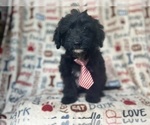 Image preview for Ad Listing. Nickname: Sonny