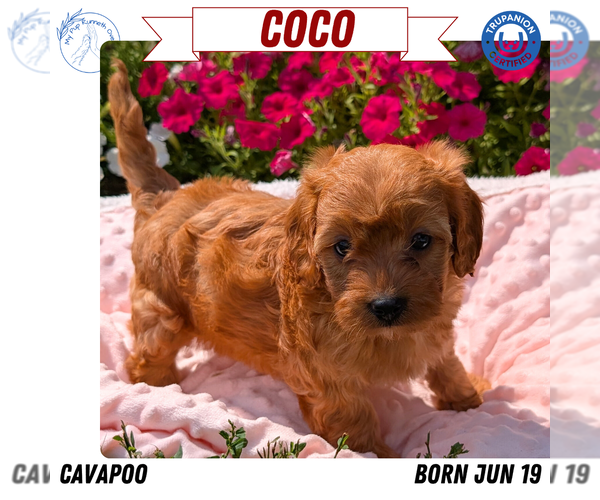 Medium Photo #44 Cavapoo Puppy For Sale in GOSHEN, IN, USA