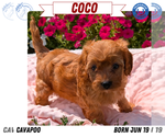 Small Photo #44 Cavapoo Puppy For Sale in GOSHEN, IN, USA