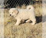 Small #1 Great Pyrenees