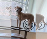 Small #2 Labrador Retriever Mix