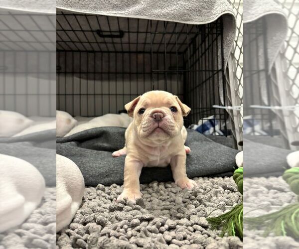 Medium Photo #4 French Bulldog Puppy For Sale in MISSION, TX, USA