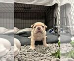 Small #3 French Bulldog