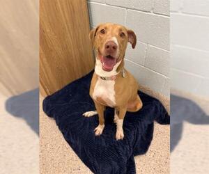 Medium Vizsla Mix