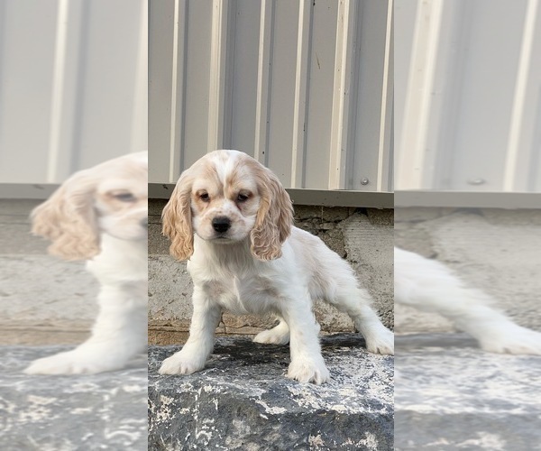 Medium Photo #6 Cocker Spaniel Puppy For Sale in CANOGA, NY, USA