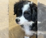 Puppy Ace Miniature Australian Shepherd