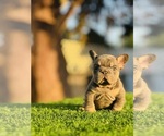 Small #10 French Bulldog