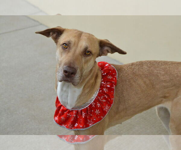 Medium Photo #3 Rhodesian Ridgeback-Unknown Mix Puppy For Sale in McKinney, TX, USA