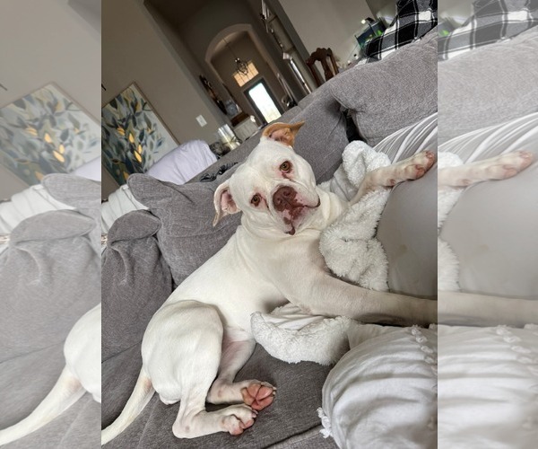 Medium Photo #1 Boxer-Unknown Mix Puppy For Sale in Dallas, TX, USA