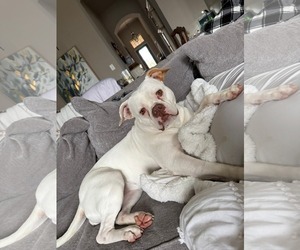 Boxer-Unknown Mix Dogs for adoption in Dallas, TX, USA