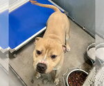 Small American Pit Bull Terrier