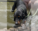 Small #2 Black and Tan Coonhound Mix