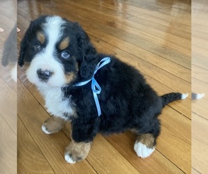 Bernese Mountain Dog Puppy for Sale in KINGMAN, Indiana USA