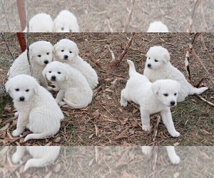 Great Pyrenees Puppy for Sale in AGRA, Oklahoma USA