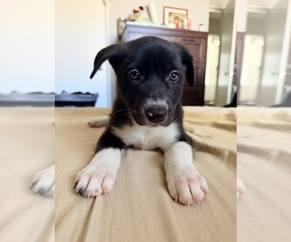 Medium Photo #1 Siberian Husky-Unknown Mix Puppy For Sale in ONTARIO, CA, USA