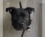 Small #4 American Staffordshire Terrier