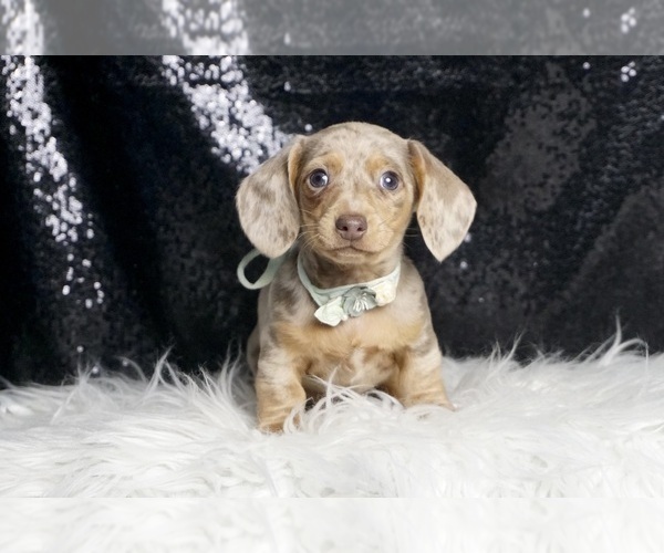 Medium Photo #2 Dachshund Puppy For Sale in WARSAW, IN, USA