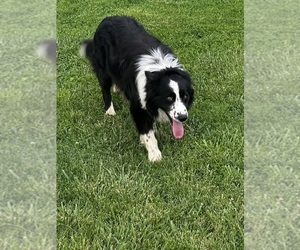 Father of the Border Collie puppies born on 06/08/2026