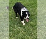 Small Photo #1 Border Collie Puppy For Sale in OTTUMWA, IA, USA