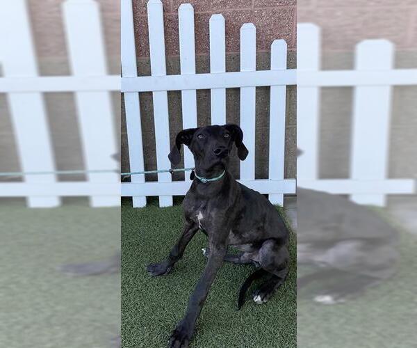 Medium Photo #1 Great Dane Puppy For Sale in Modesto, CA, USA