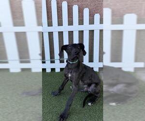 Great Dane Dogs for adoption in Modesto, CA, USA