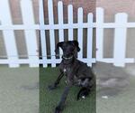 Small Great Dane