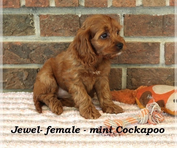 Medium Photo #2 Cockapoo Puppy For Sale in CLARKRANGE, TN, USA