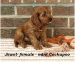 Small #1 Cockapoo