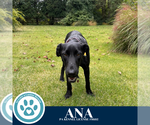 Small Labrador Retriever Mix