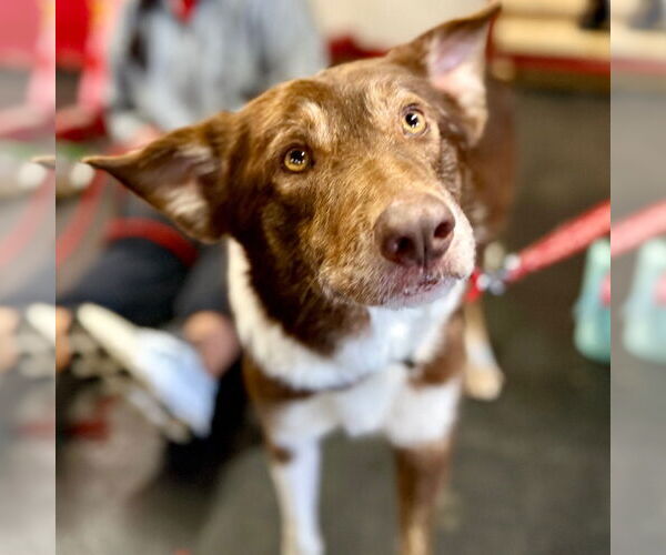 Medium Photo #7 Border Collie-Unknown Mix Puppy For Sale in Canton, CT, USA