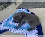 Small #4 Cane Corso