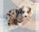 Small Photo #8 Miniature Australian Shepherd Puppy For Sale in HARRISON, OH, USA