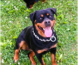 Mother of the Rottweiler puppies born on 02/05/2025