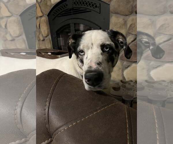 Medium Photo #9 Great Pyrenees-Unknown Mix Puppy For Sale in Woodbury, NY, USA