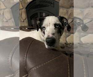 BISCUIT - Male Great Pyrenees-Unknown Mix Dog for Adoption - Photo #9