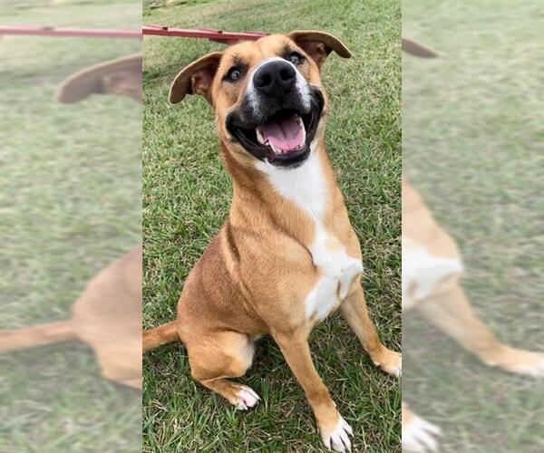 Medium Photo #2 Labrador Retriever Puppy For Sale in Rosenberg, TX, USA
