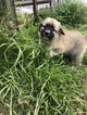 Small Photo #7 Anatolian Shepherd-Great Pyrenees Mix Puppy For Sale in ROBSTOWN, TX, USA