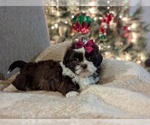 Puppy Pumpkin Shih Tzu