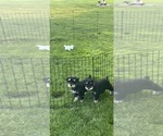 Small #4 Schnauzer (Miniature)