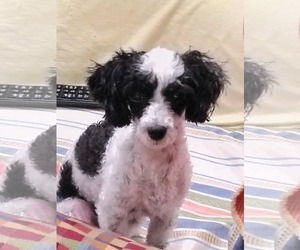Poodle (Miniature) Dogs for adoption in Holly Springs, NC, USA