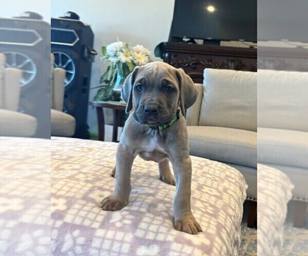 Medium Photo #1 Cane Corso Puppy For Sale in YUCCA VALLEY, CA, USA