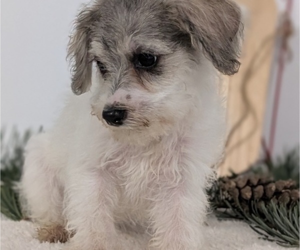 Medium Photo #38 Schnoodle (Miniature) Puppy For Sale in GOSHEN, IN, USA