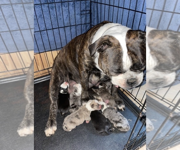 Medium Photo #1 Olde English Bulldogge Puppy For Sale in FLORESVILLE, TX, USA