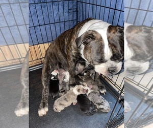 Mother of the Olde English Bulldogge puppies born on 07/19/2022