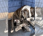Small Photo #1 Olde English Bulldogge Puppy For Sale in FLORESVILLE, TX, USA